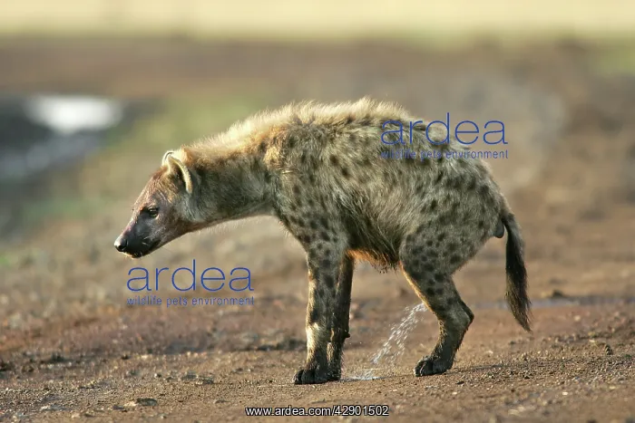  : Spotted Hyaena - urinating