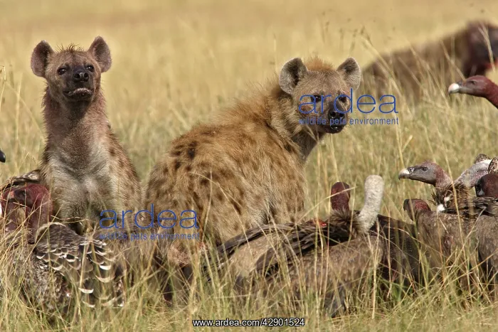 : Spotted Hyaena - two with vultures : Spotted Hyaena - two with vultures