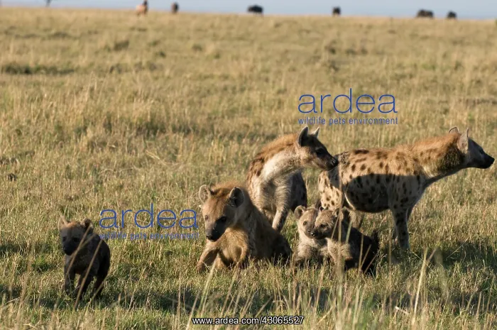 : Spotted Hyaenas and cubs (Crocuta crocuta) : Spotted Hyaenas and cubs (Crocuta crocuta)