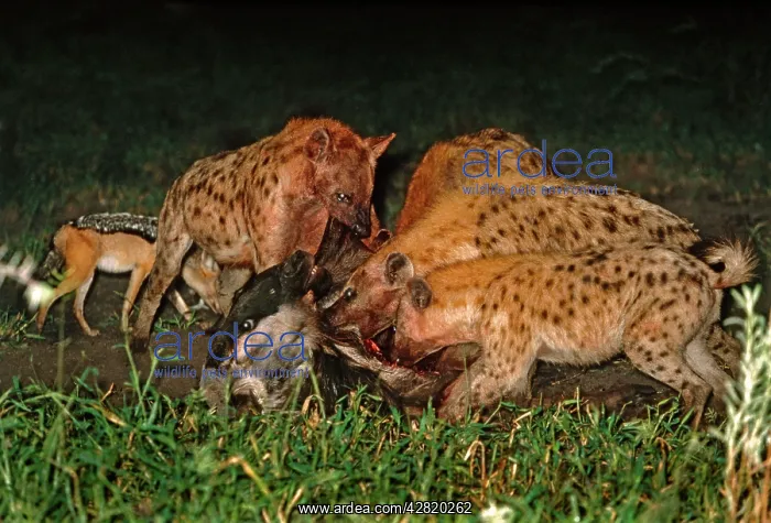 : Spotted Hyaenas - Killing Wildebeest / Gnu : Spotted Hyaenas - Killing Wildebeest / Gnu
