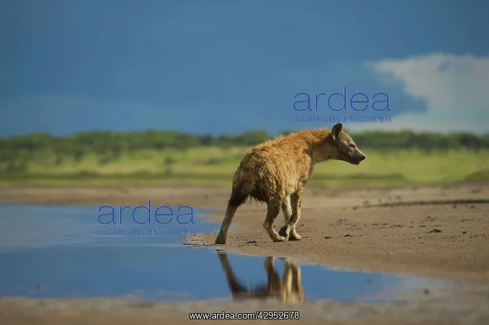 : Spotted Hyena : Spotted Hyena