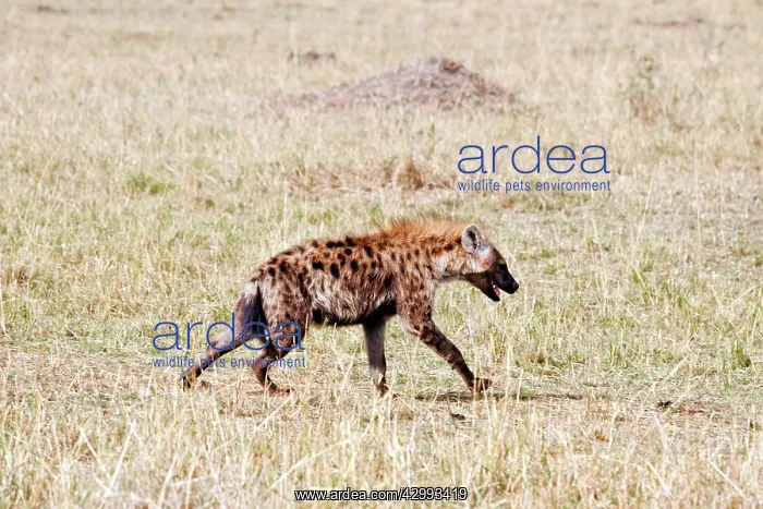 : Spotted Hyena : Spotted Hyena