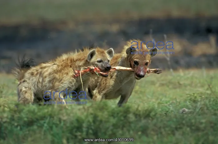  : Spotted Hyena