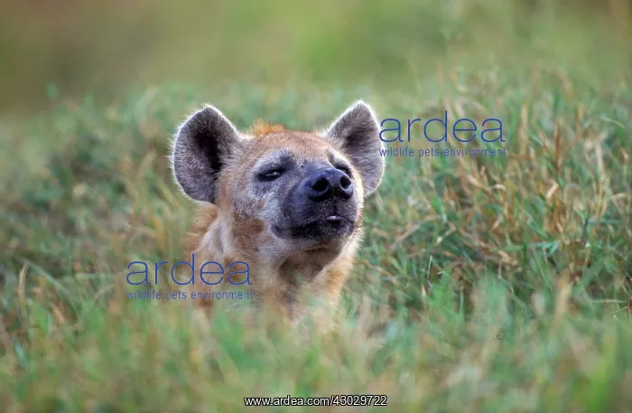 : Spotted Hyena