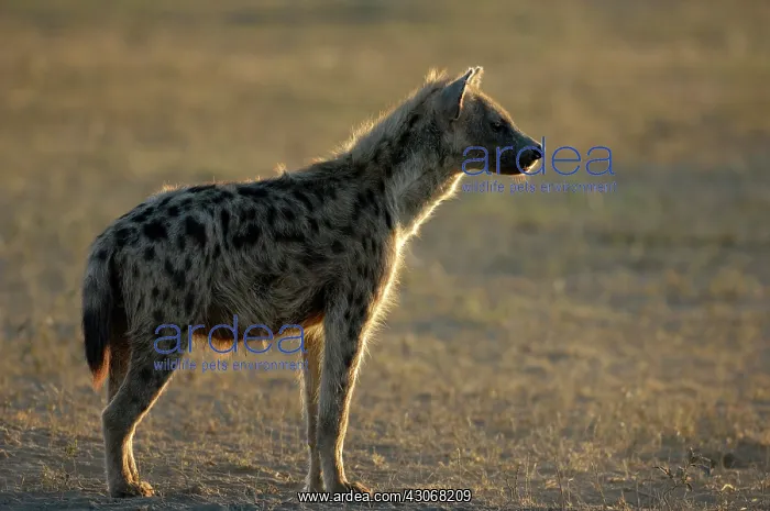 : Spotted Hyena : Spotted Hyena