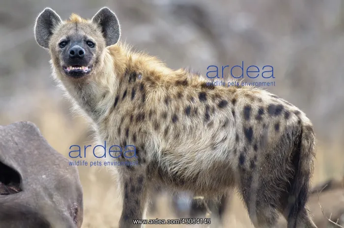 : Spotted Hyena : Spotted Hyena