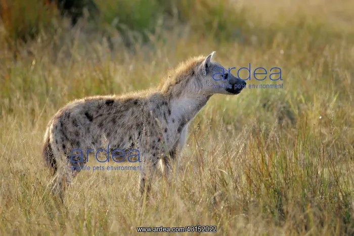 : Spotted Hyena : Spotted Hyena