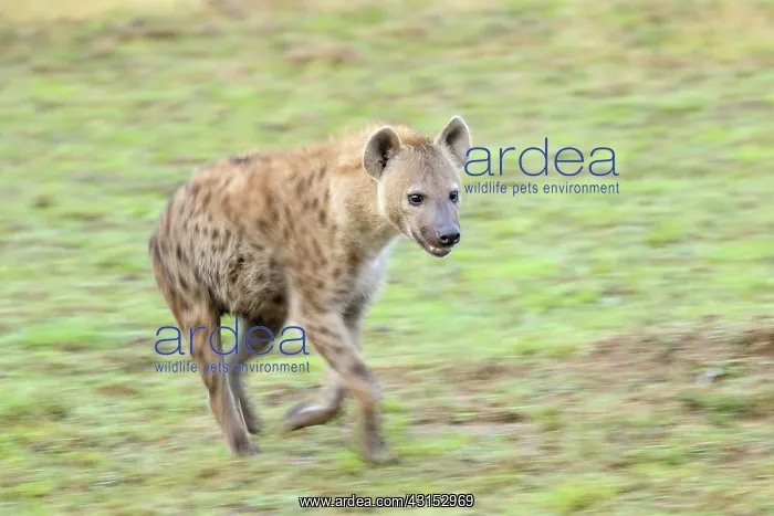 : Spotted Hyena : Spotted Hyena