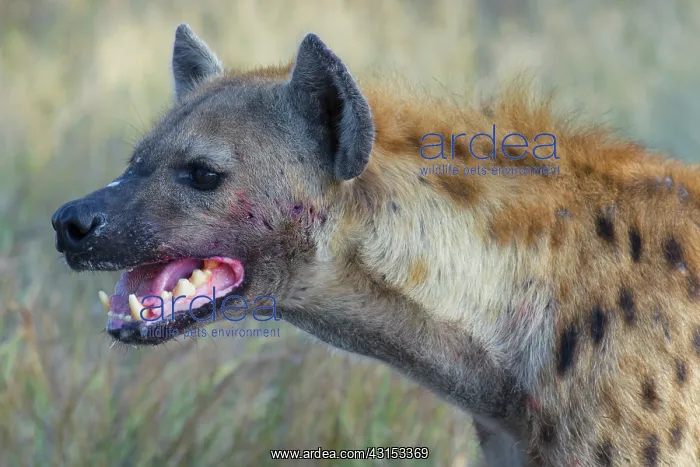 : Spotted Hyena : Spotted Hyena