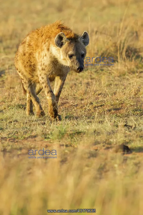: Spotted Hyena : Spotted Hyena