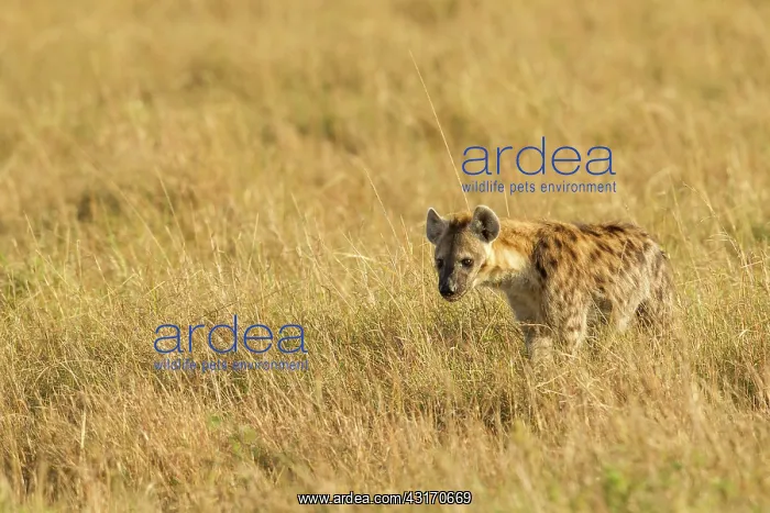: Spotted Hyena : Spotted Hyena