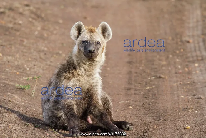 : Spotted Hyena : Spotted Hyena