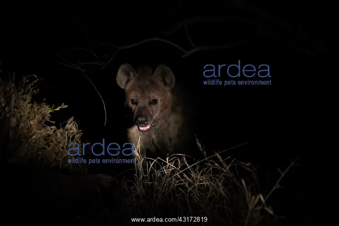 : Spotted Hyena : Spotted Hyena
