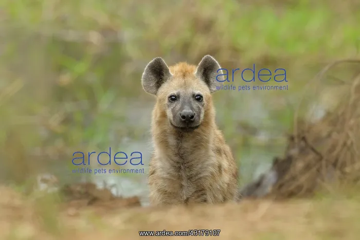 : Spotted Hyena : Spotted Hyena