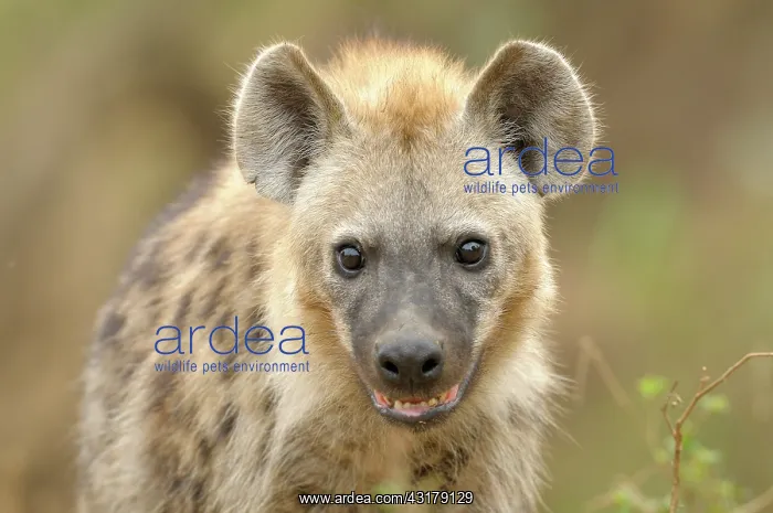 : Spotted Hyena : Spotted Hyena