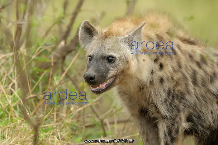 : Spotted Hyena : Spotted Hyena