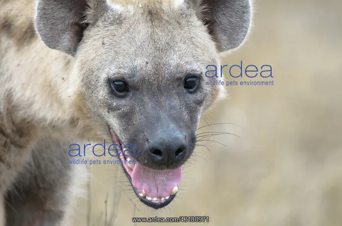 : Spotted Hyena : Spotted Hyena
