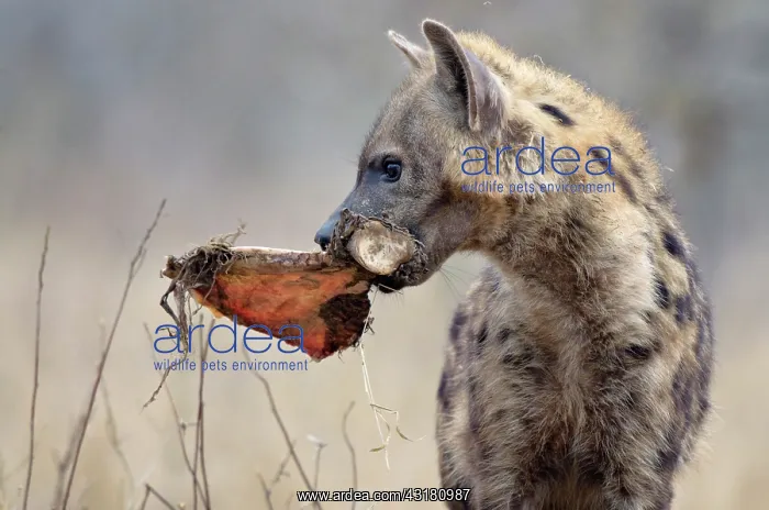 : Spotted Hyena : Spotted Hyena