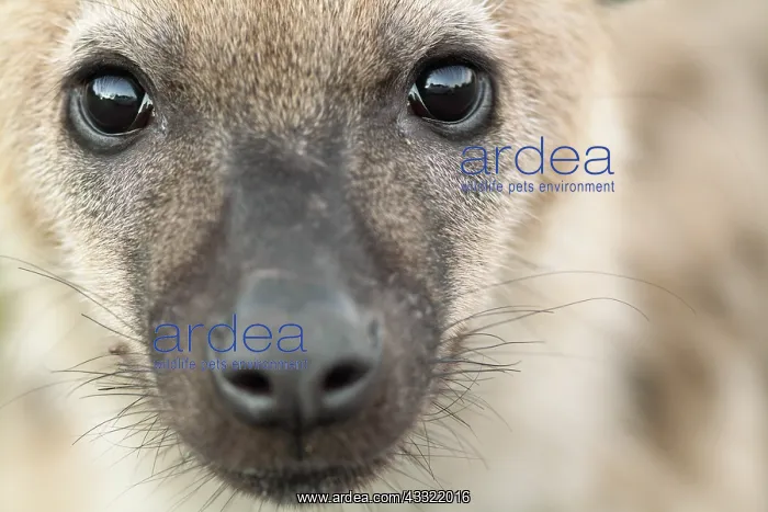 : Spotted Hyena : Spotted Hyena