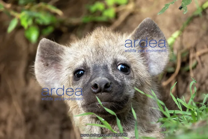 : SPOTTED HYENA : SPOTTED HYENA