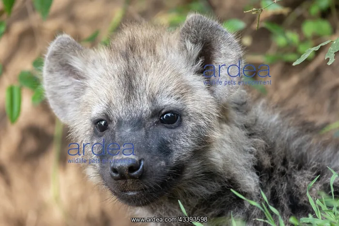 : SPOTTED HYENA : SPOTTED HYENA