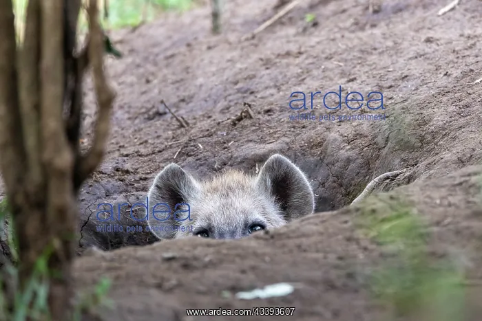 : SPOTTED HYENA : SPOTTED HYENA