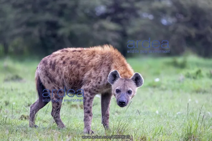 : SPOTTED HYENA : SPOTTED HYENA