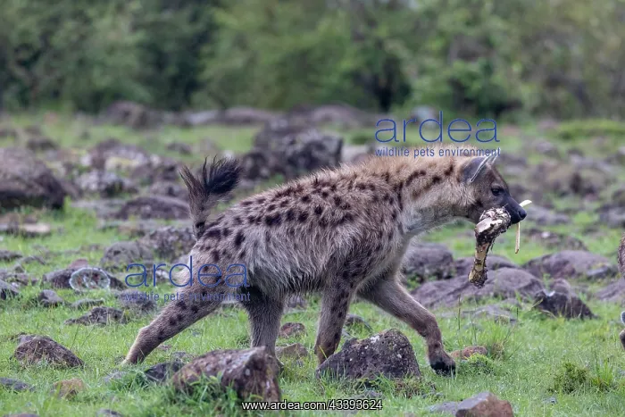 : SPOTTED HYENA : SPOTTED HYENA