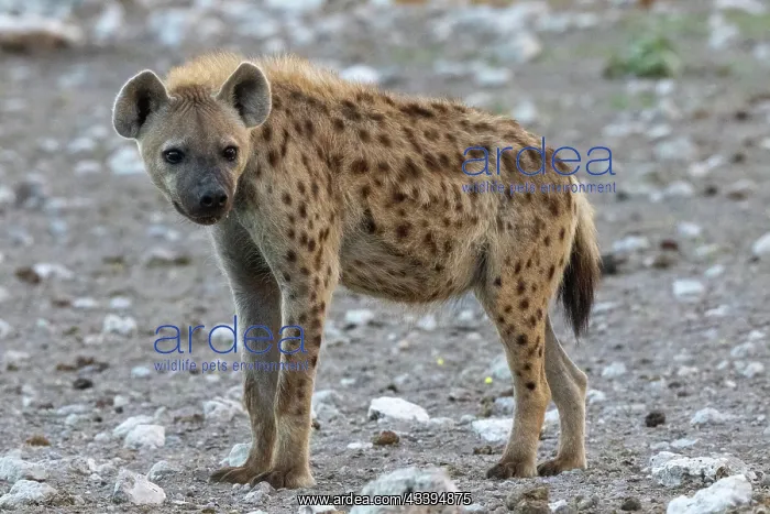  : SPOTTED HYENA