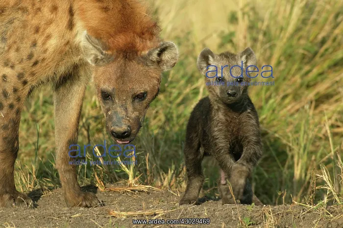  : Spotted Hyena adult and young Masai Mara Kenya Africa