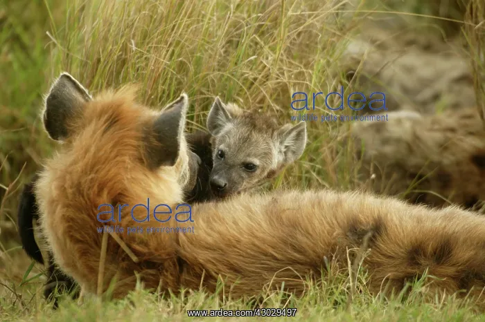  : Spotted Hyena adult and young Masai Mara Kenya Africa