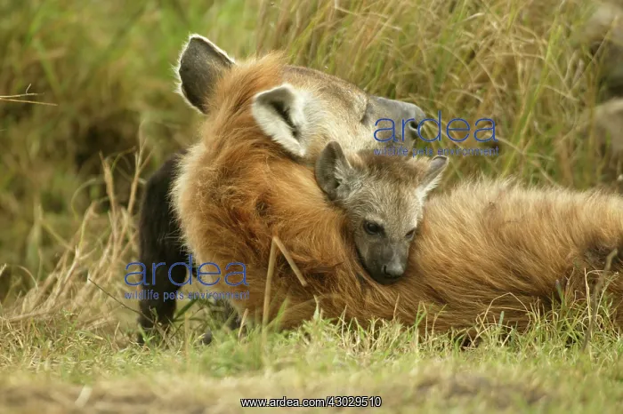  : Spotted Hyena adult and young Masai Mara Kenya Africa