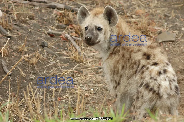  : Spotted Hyena aka Laughing Hyena