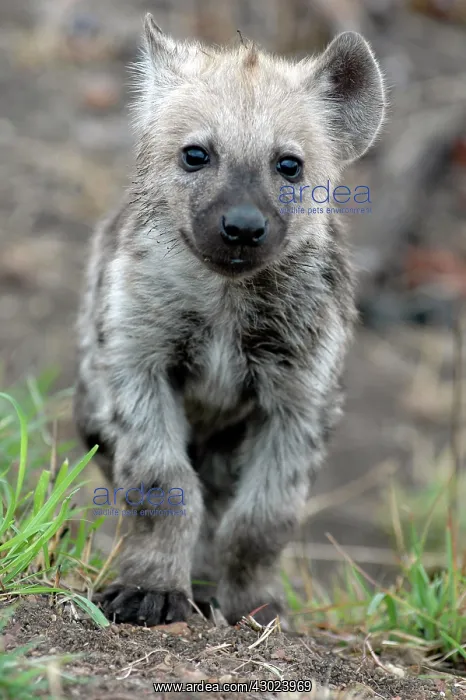 : Spotted Hyena (aka Laughing Hyena) cub walking : Spotted Hyena (aka Laughing Hyena) cub walking