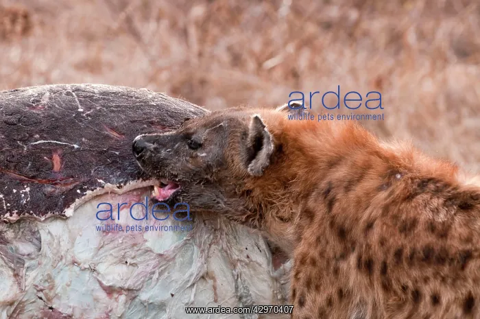 : Spotted Hyena - breaking into hippo carcass : Spotted Hyena - breaking into hippo carcass