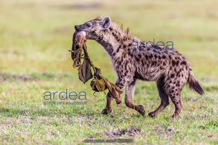  : Spotted Hyena carrying remains of kill