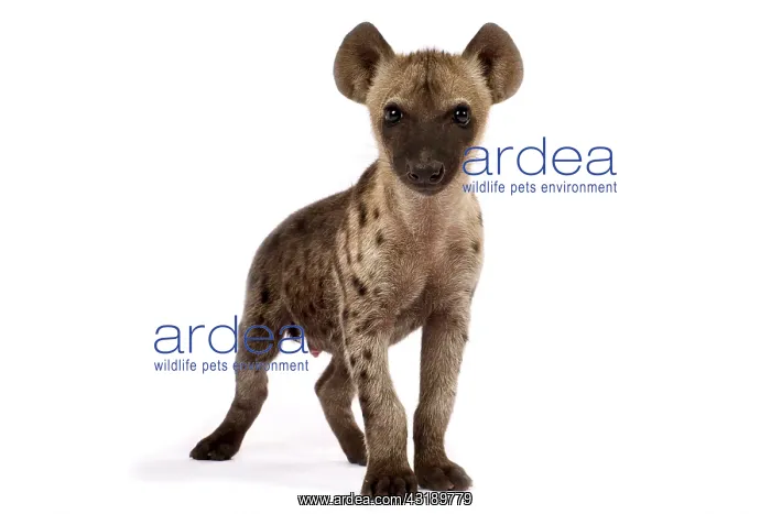 : Spotted hyena (Crocuta crocuta) : Spotted hyena (Crocuta crocuta)