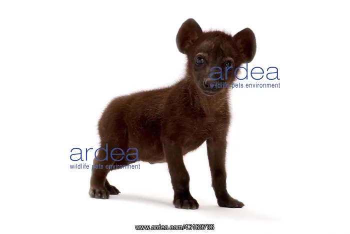 : Spotted hyena (Crocuta crocuta) : Spotted hyena (Crocuta crocuta)