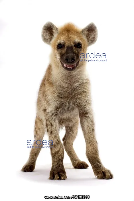 : Spotted hyena (Crocuta crocuta) : Spotted hyena (Crocuta crocuta)