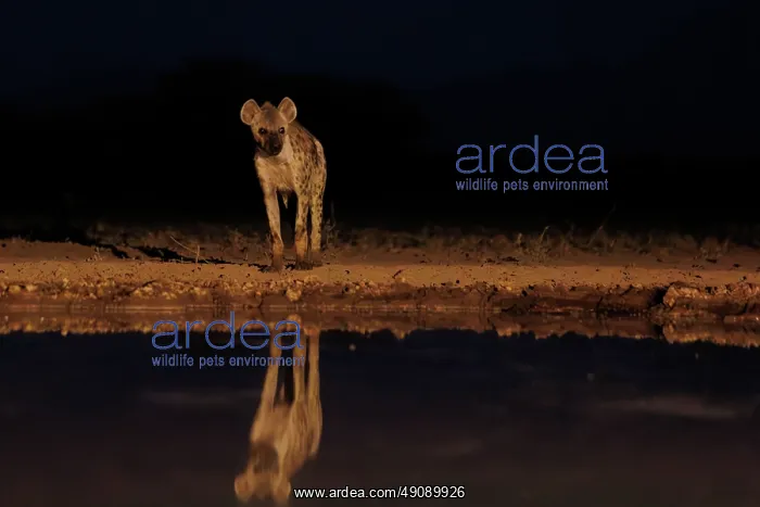 : spotted hyena (Crocuta crocuta) : spotted hyena (Crocuta crocuta)