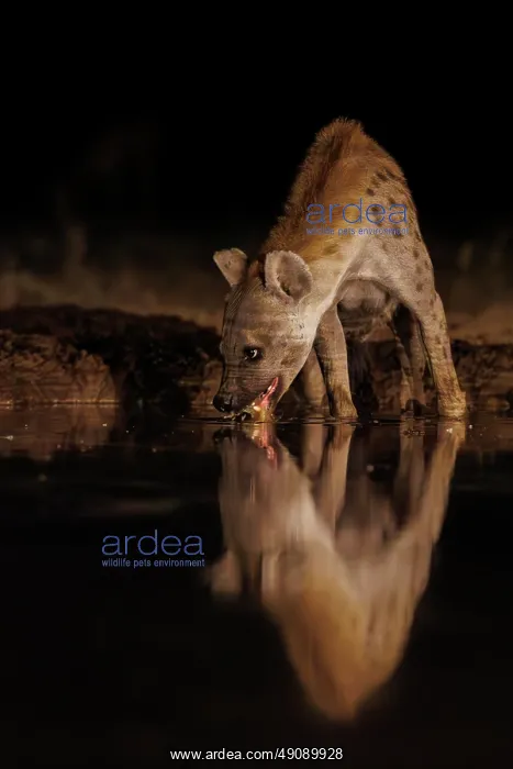 : spotted hyena (Crocuta crocuta) : spotted hyena (Crocuta crocuta)
