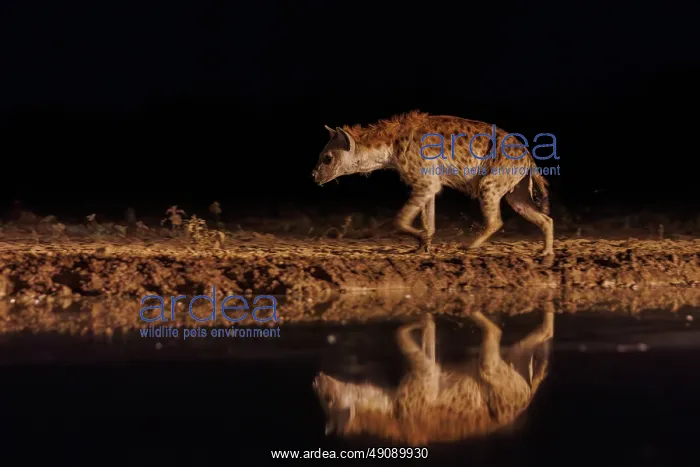 : spotted hyena (Crocuta crocuta) : spotted hyena (Crocuta crocuta)