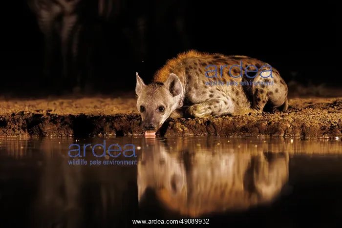 : spotted hyena (Crocuta crocuta) : spotted hyena (Crocuta crocuta)