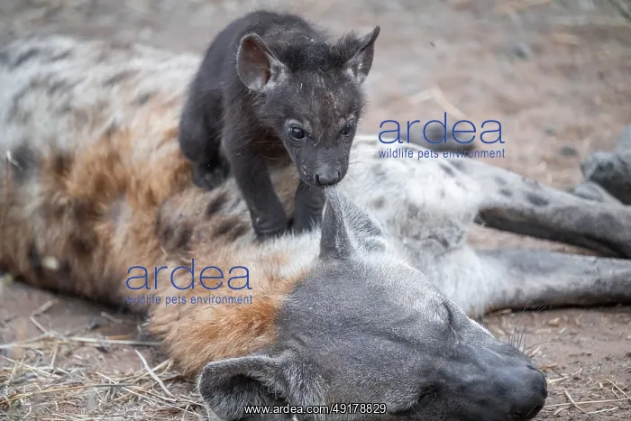 : Spotted hyena (Crocuta crocuta) : Spotted hyena (Crocuta crocuta)