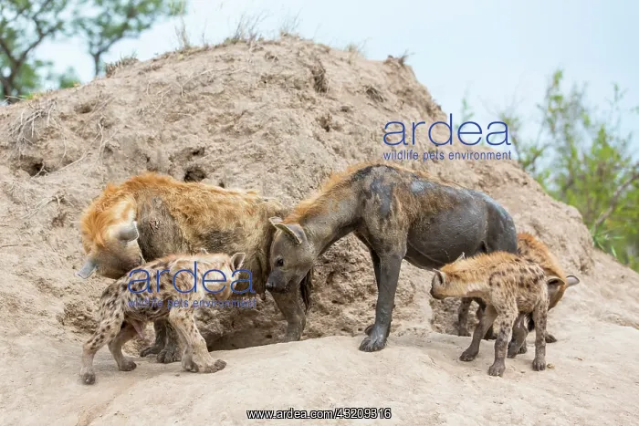  : Spotted hyena (Crocuta crocuta), adult and young