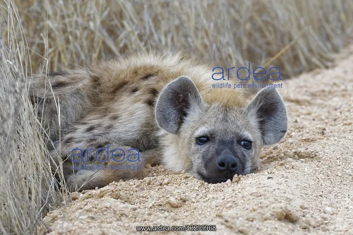 : Spotted hyena (Crocuta crocuta), cub, lying on the : Spotted hyena (Crocuta crocuta), cub, lying on the