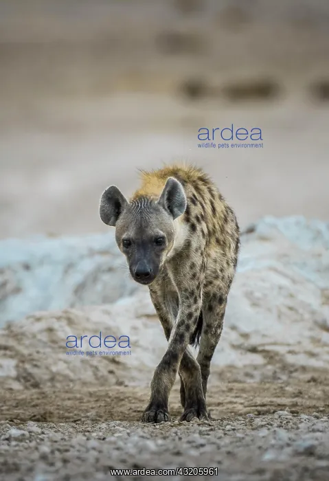 : A spotted hyena (Crocuta crocuta), Etosha National : A spotted hyena (Crocuta crocuta), Etosha National