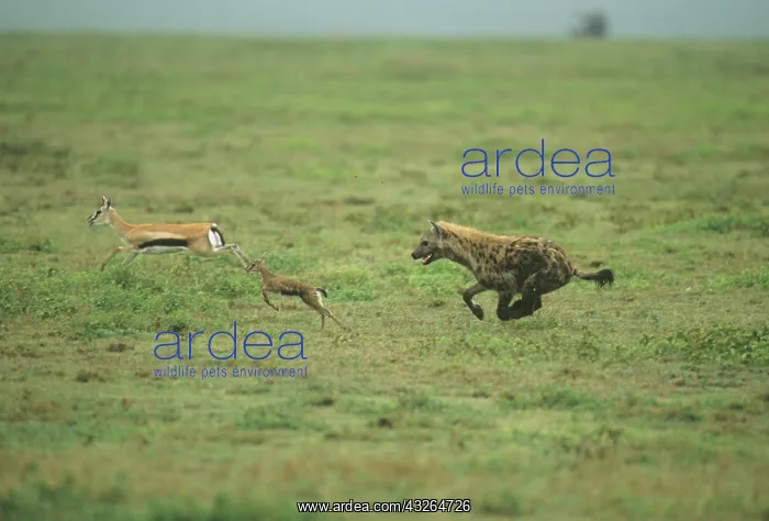 : Spotted Hyena, (Crocuta crocuta), hunting : Spotted Hyena, (Crocuta crocuta), hunting