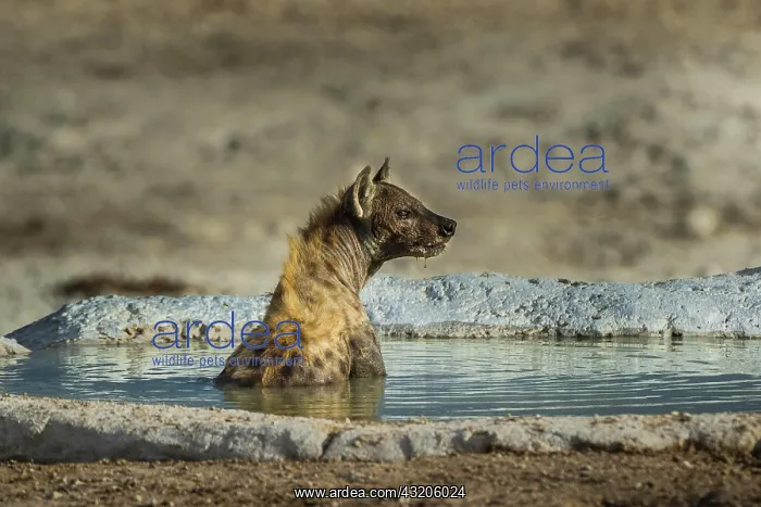 : Spotted hyena (Crocuta crocuta), also known as spotted : Spotted hyena (Crocuta crocuta), also known as spotted