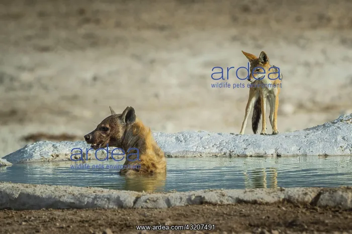 : Spotted hyena (Crocuta crocuta), also known as spotted : Spotted hyena (Crocuta crocuta), also known as spotted